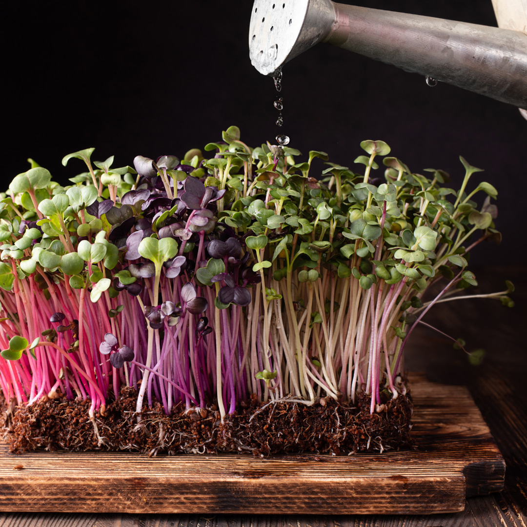The Ultimate Guide to Growing Your Own Microgreens at Home Home