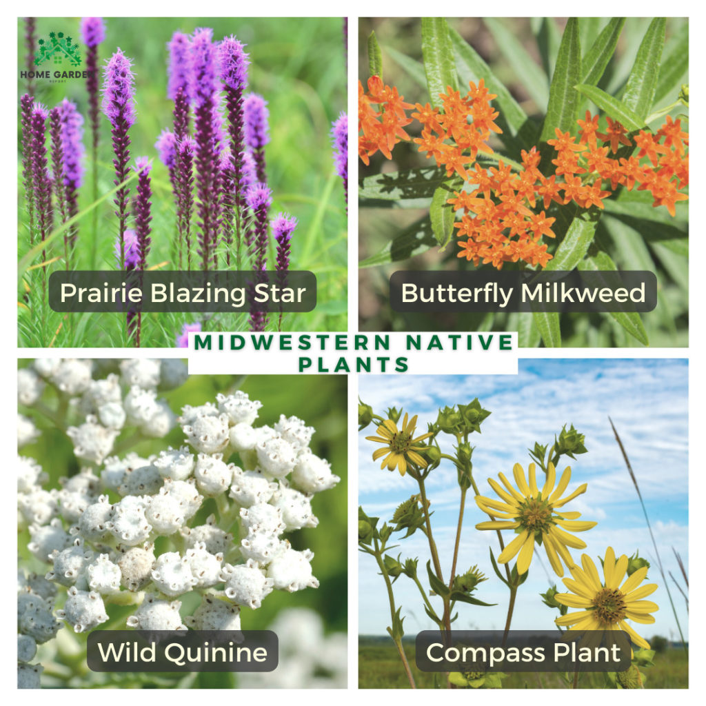 Midwestern Native Plants : Prairie Blazing Star, Butterfly Milkweed, Wild Quinine, Compass Plant (Climate-Resilient Garden)