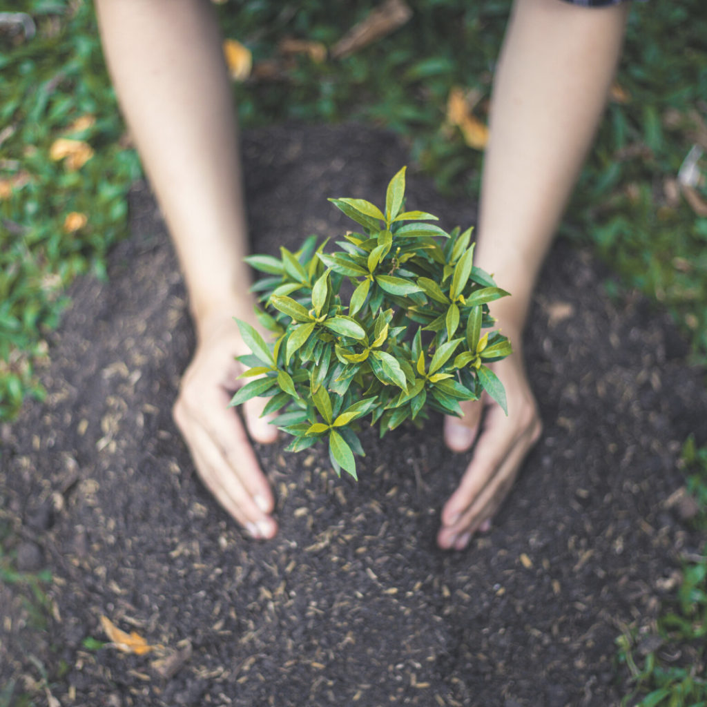 planting a climate-resilient plant