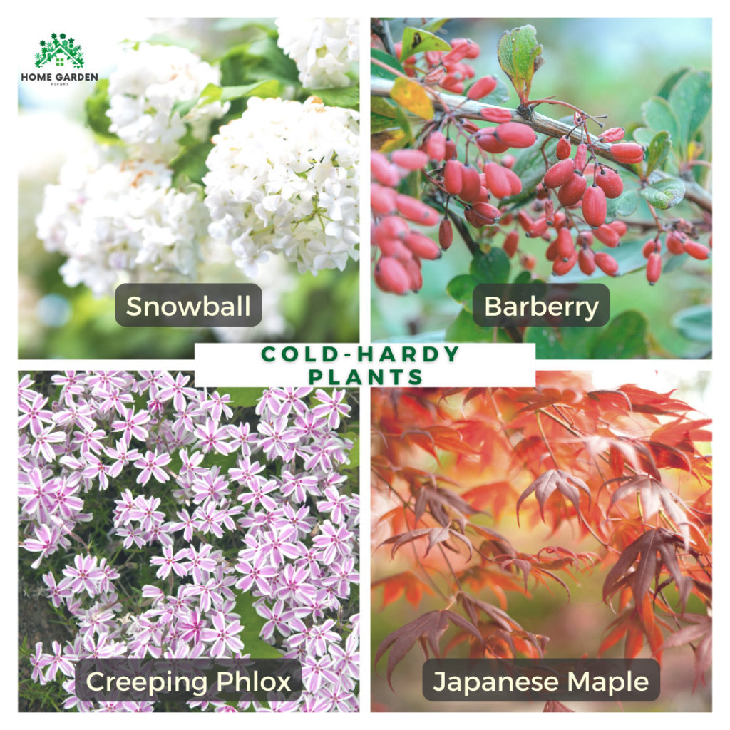 Cold-Hardy Plants: Snowball, Barberry, Creeping Phlox, Japanese Maple (Climate-Resilient Garden)
