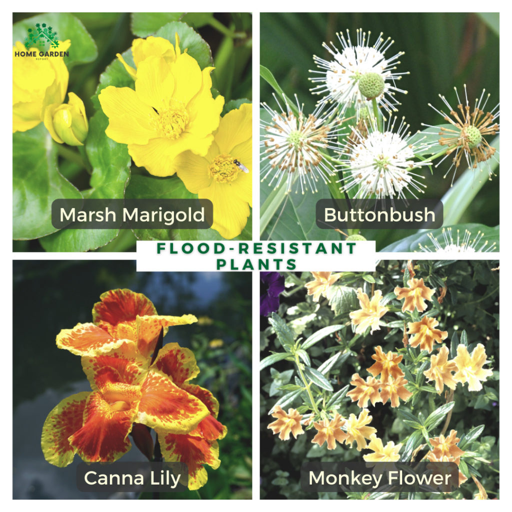 Flood-Resistant Plants: Marsh Marigold, Buttonbush, Canna Lily, Monkey Flower (Climate-Resilient Garden)