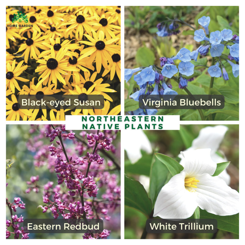 Northeastern Native Plants: Black-eyed Susan, Virginia Bluebells, Eastern Redbud, White Trillium (Climate-Resilient Garden)