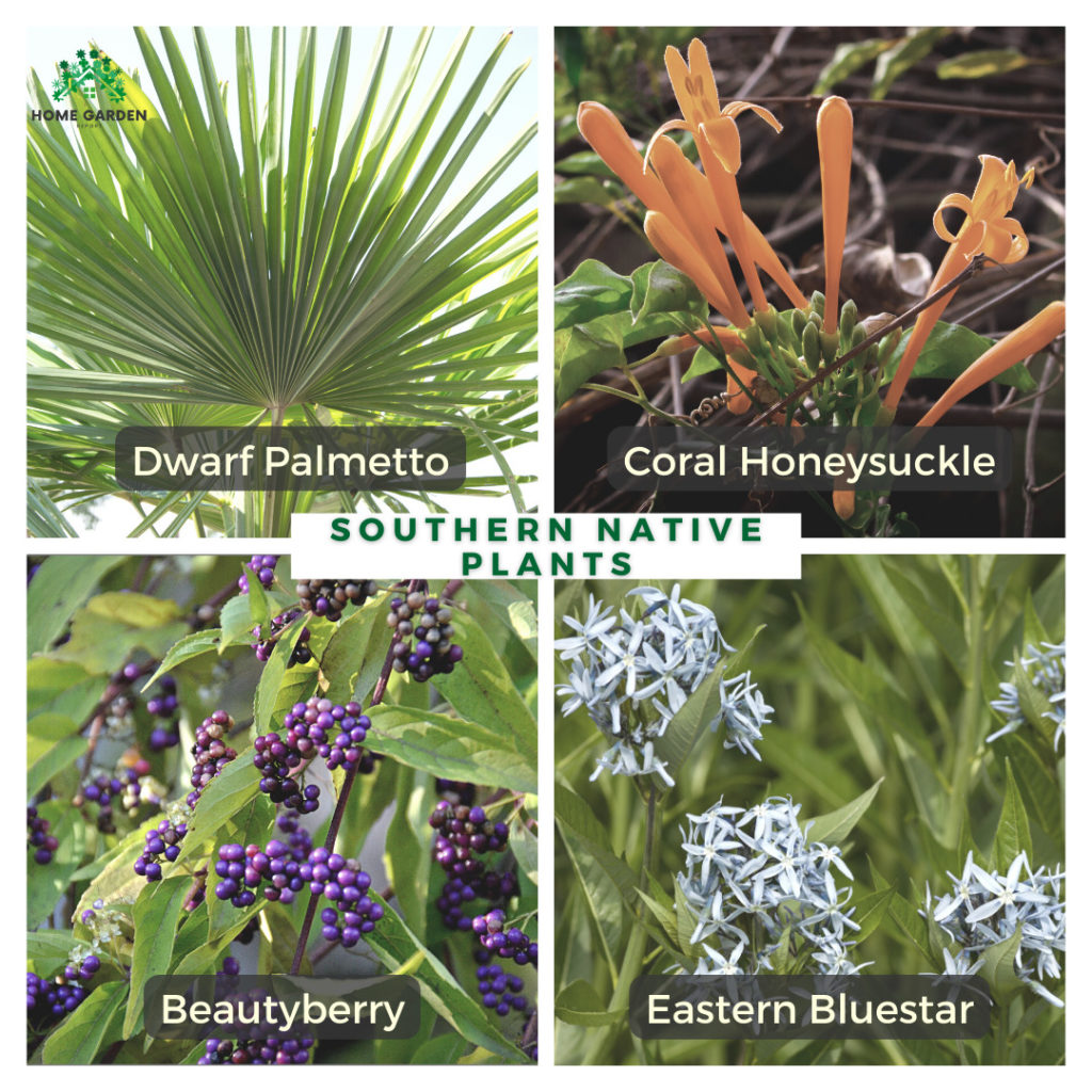 Southern Native Plants: Dwarf Palmetto, Coral Honeysuckle, Beautyberry, Eastern Bluestar (Climate-Resilient Garden)