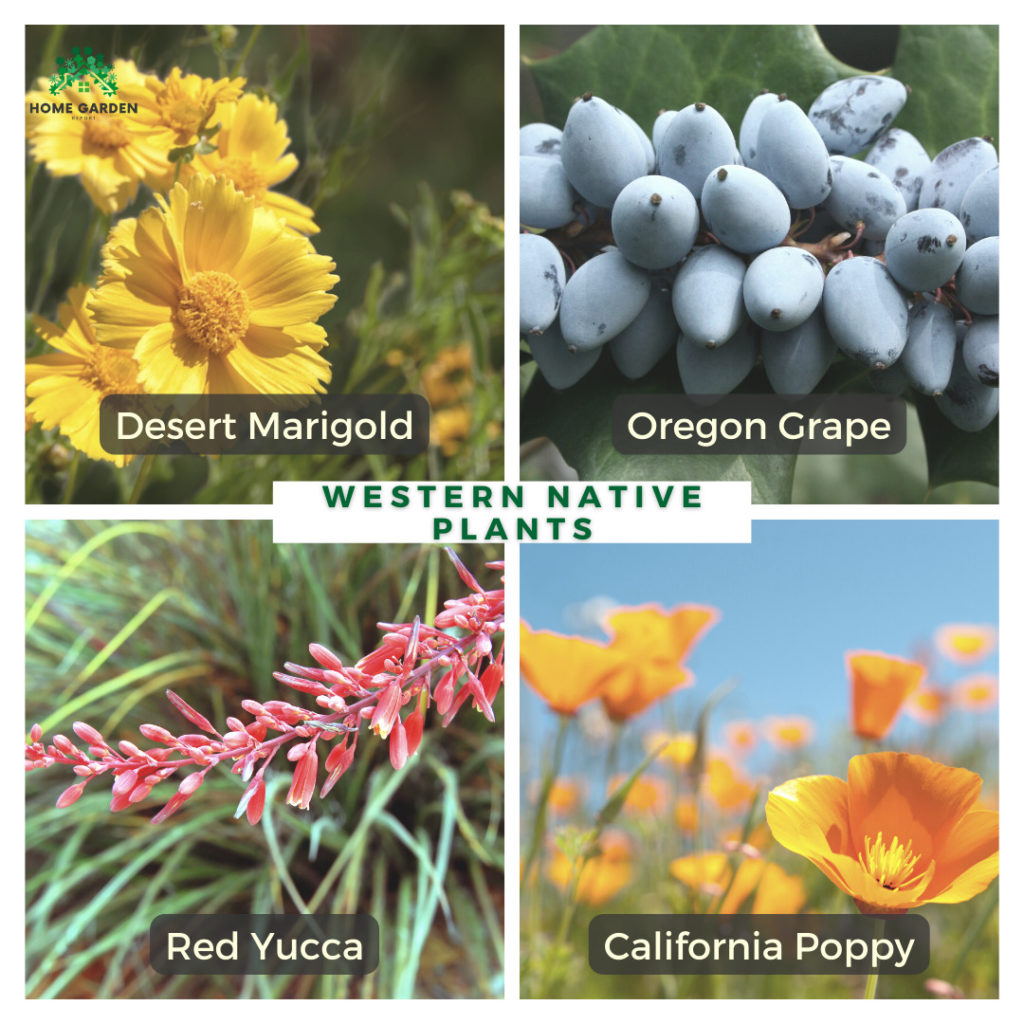 Western Native Plants: Desert Marigold, Oregon Grape, Red Yucca, California Poppy (Climate-Resilient Garden)